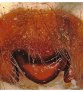species