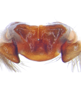 species