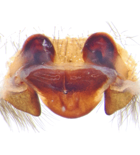 species