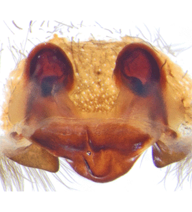 species