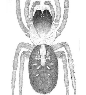 species