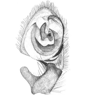 species