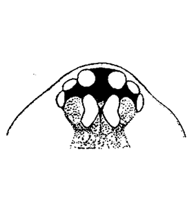 speciesimage