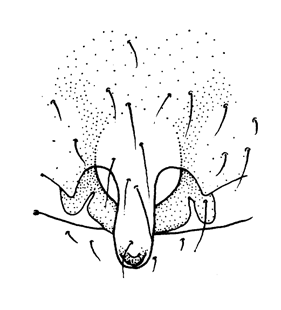 speciesimage