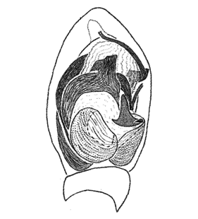 speciesimage
