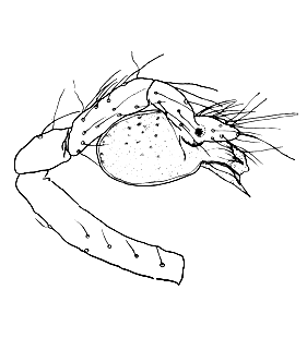 speciesimage