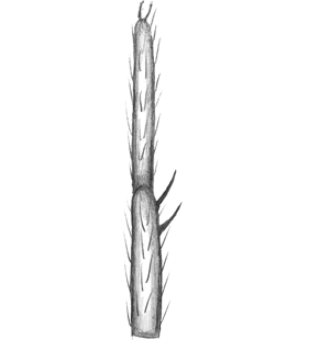 speciesimage