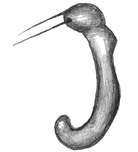 speciesimage