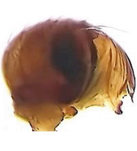 speciesimage