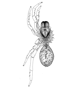 speciesimage