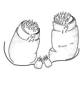 speciesimage