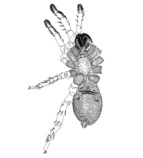 speciesimage
