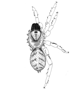 speciesimage