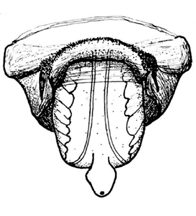 speciesimage