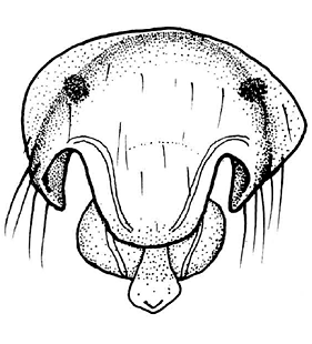 speciesimage