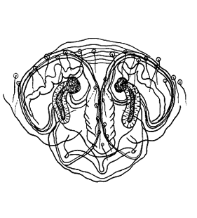 speciesimage