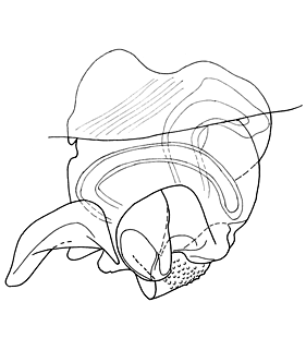 speciesimage