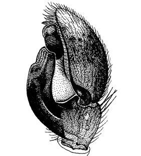 speciesimage