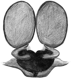 species