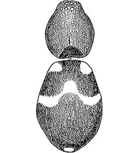 species