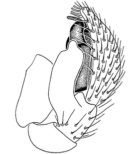 species
