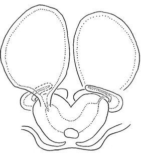 species