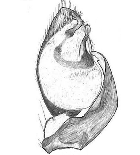 species