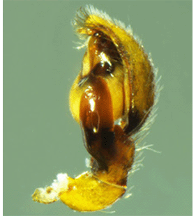 species