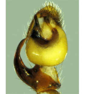 species