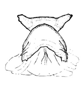 speciesimage