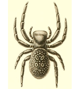 speciesimage