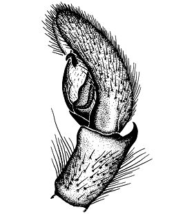 speciesimage