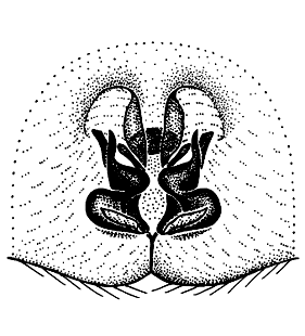 speciesimage