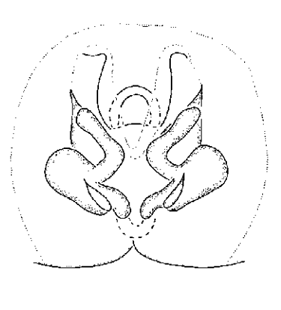 speciesimage