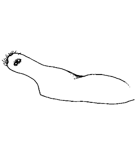 speciesimage