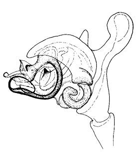 speciesimage