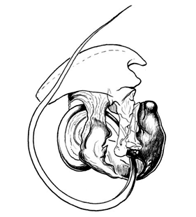speciesimage