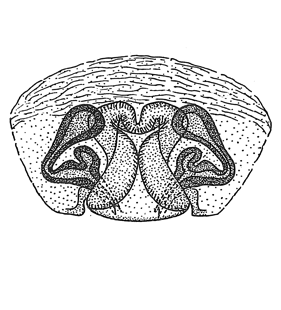 speciesimage