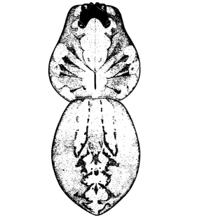 speciesimage