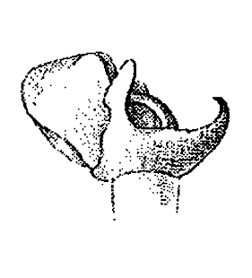speciesimage