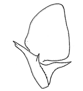 speciesimage