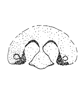 speciesimage