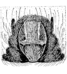 speciesimage