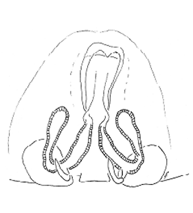 speciesimage