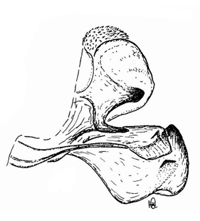speciesimage