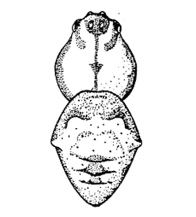 speciesimage