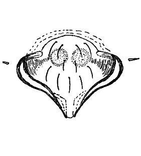 speciesimage