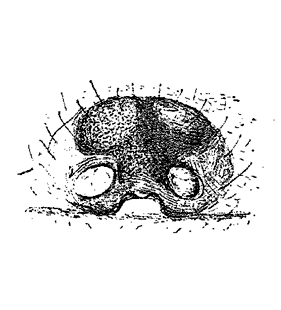 speciesimage