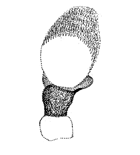 speciesimage