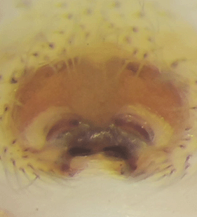 speciesimage